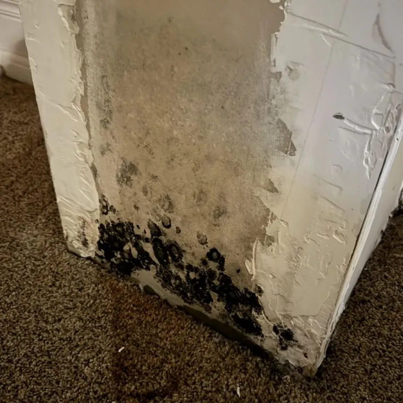 Professional Mold Removal in Holdenville, OK